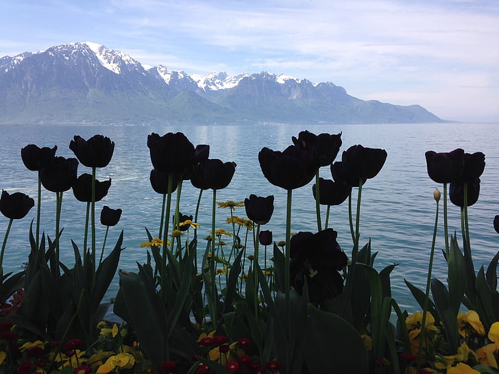 tulipanes negros, siluetas, Lago, Alpes, Montreux