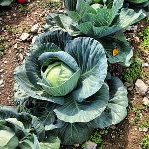 cabbage, plant, agriculture, vegetable, leaf, farming, planting