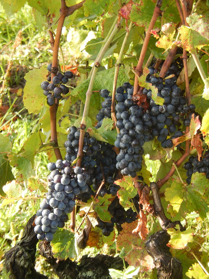 vīnogulāju, vīnogas, daba