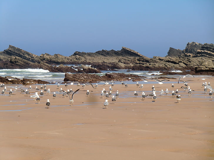stranden, Amalia, Alentejo, fåglar, Seagulls, fågel, djur