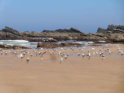 Beach, Amalia, Alentejo, madarak, sirályok, madár, állat