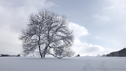 drzewo, śnieg, zimowe, sezon, biały, krajobraz, mroźny