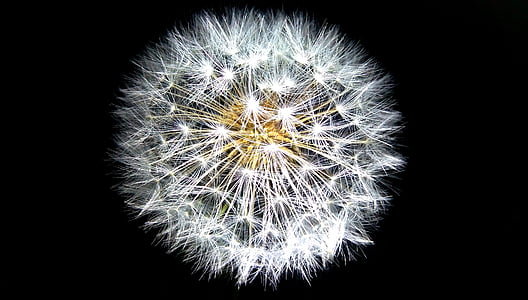 dandelion, seeds, white, weed, softness, growth, nature