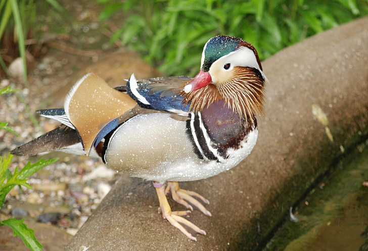 mandarin ducks, duck, bird, plumage, aix galericulata