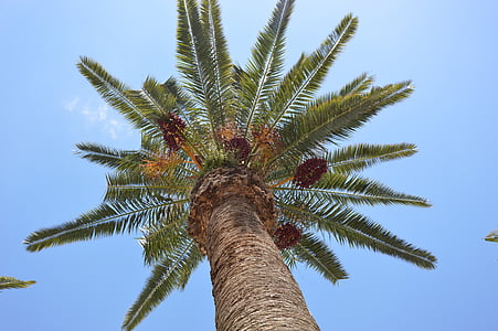 Palma, fruit de la palmera, exòtiques