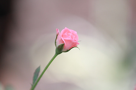 flower, rose, pink, blossom, romance, romantic, beauty