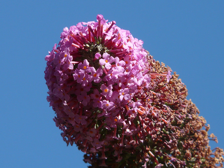 lilas d’été, Buddleja davidii, Bush, Inflorescence :, fleurs, Rose, Butterfly bush