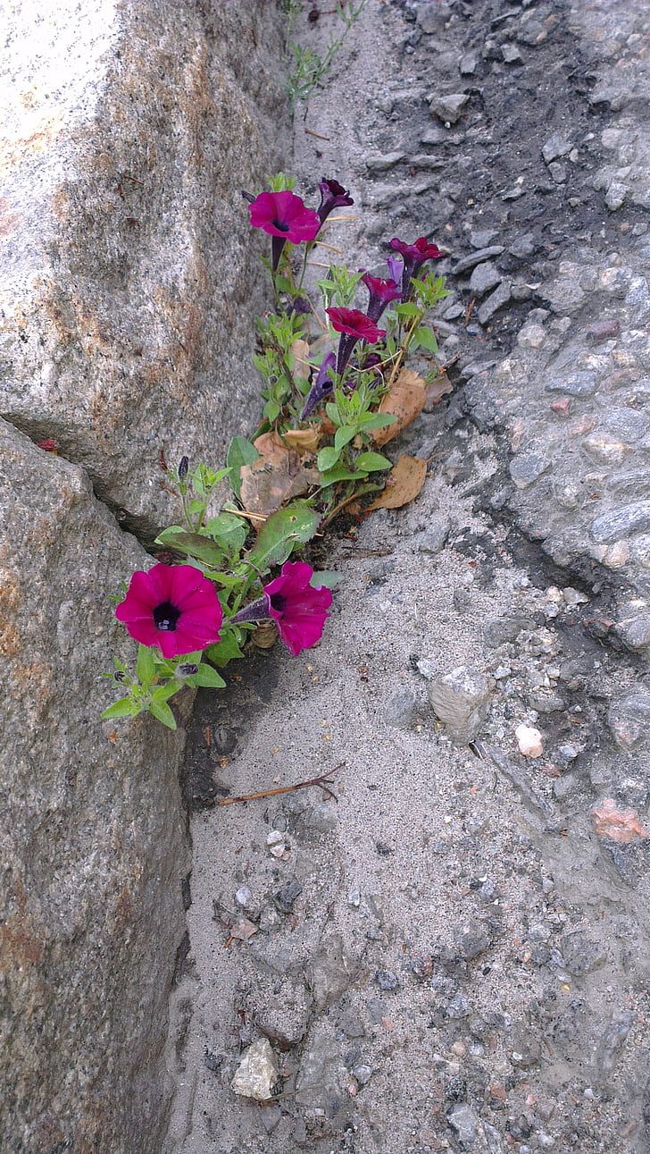 force, sidewalk, flower, rocks, stones, wall, wild flower