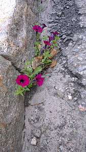 erő, járdán, virág, sziklák, kövek, fal, Wild flower