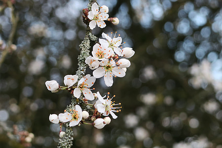 árbol de floración, primavera, floración, árbol, naturaleza