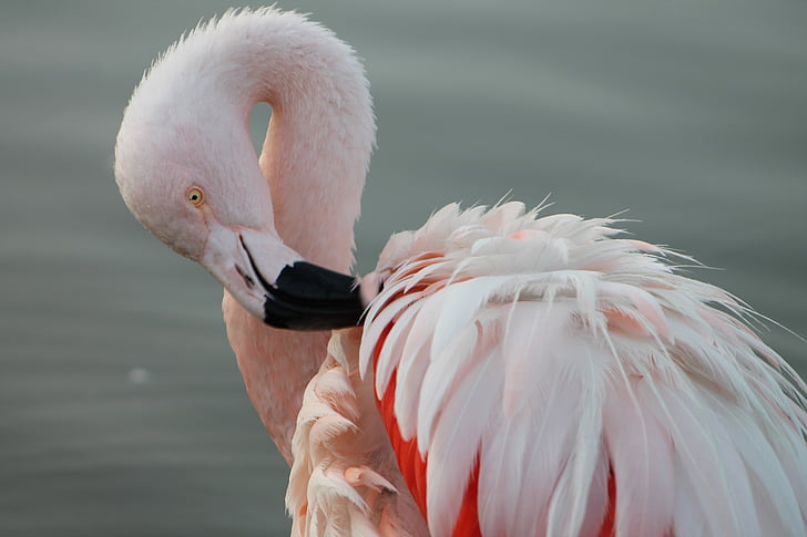Phoenicopterus chilensis, den chilenske flamingo, Sydamerika, Ave, fjerdragt, dyr, elegance