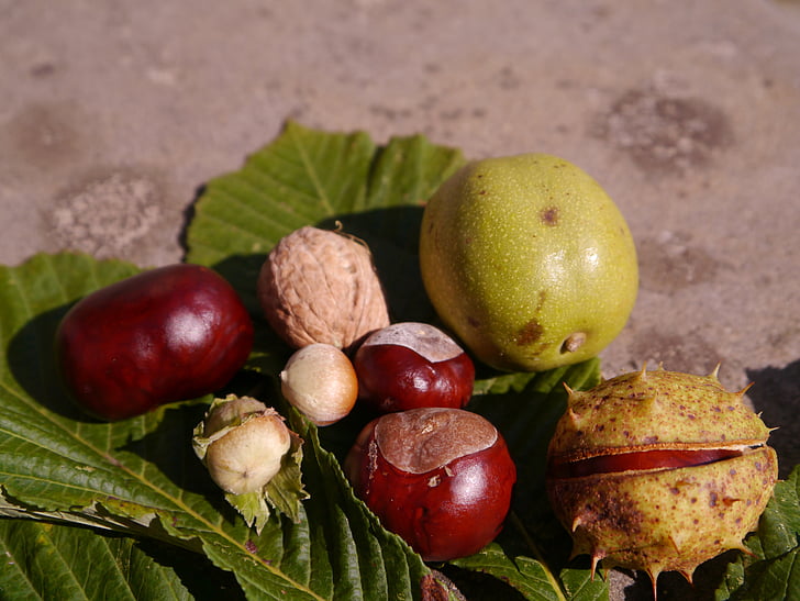 natura, autunno, albero da frutto