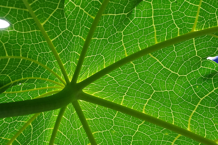 grønne blade, natur, grøn, tekstur, naturlige, blad, grøn farve