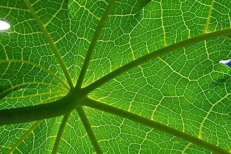 green leaf, nature, green, texture, natural, leaf, green color