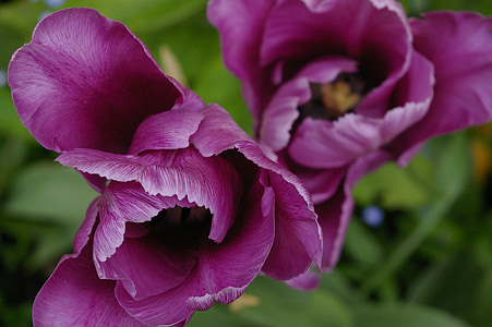 tulpė, tulpės, pavasarį, žydėti, žiedų, gėlė, violetinė