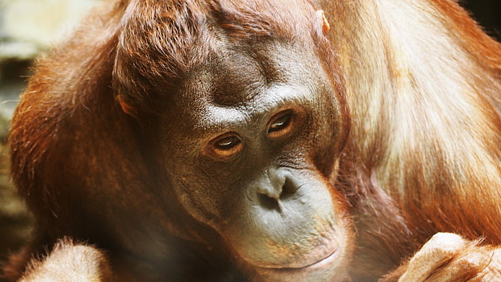 Orangutanas, beždžionė, beždžionė, primatas, Laukiniai gyvūnai, laukinių, gyvūnų