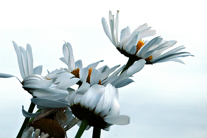 Daisy, fleurs, blanc, bouquet, daisy de bœuf aux yeux, flore, Bloom