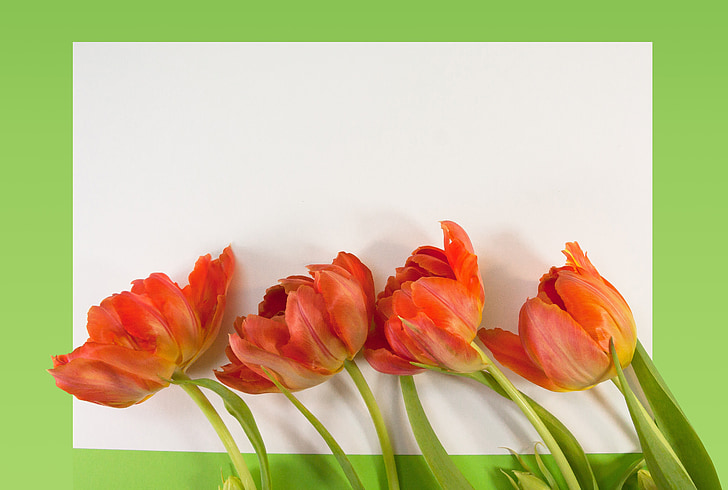 tulipaner, våren, tekstboks, natur, blomster, schnittblume, Blossom