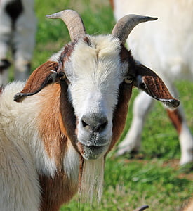 goat, face, animal, young, outdoor, mammal, farm