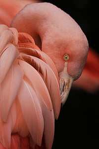 Flamingo, putns, daba, zooloģiskais dārzs, rozā, spalvas, rozā flamingo