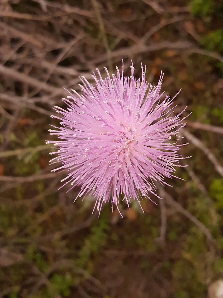 flower, pink, thistleweed, ball flower, woods, natural, nature