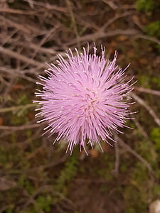 kukka, vaaleanpunainen, thistleweed, pallo kukka, Woods, luonnollinen, Luonto