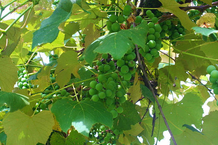 grapes, grapevine, green, grape, food, bunch, nature
