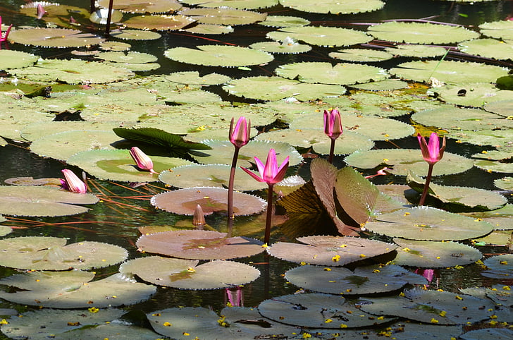 Lily podložky, Lotus, květ, rybník, Vodní lilie, Příroda, květ