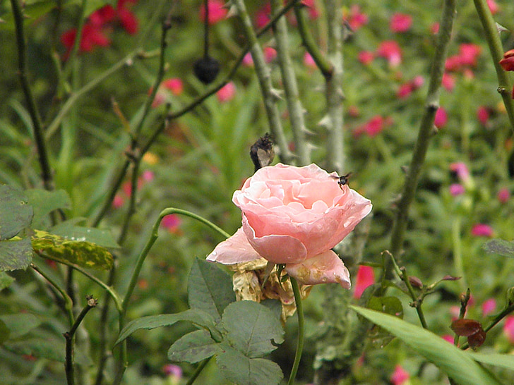 flor, primavera, abella, natura, vermell, Rosa - flor, pètal