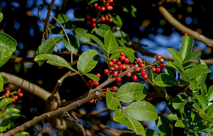 branch, fruits, red, pepper, green, forest, mature