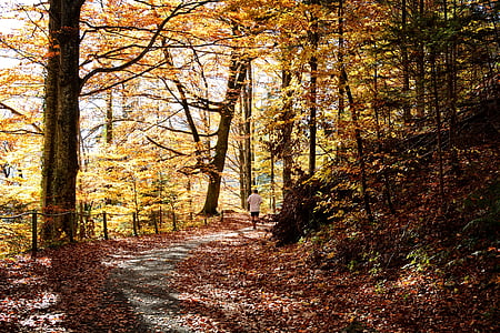 autumn, away, forest, trees, jogger, run, nature