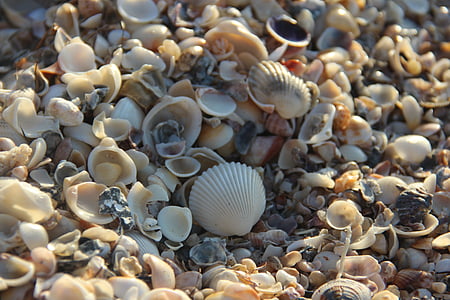 Shell, Mar, Beach, tekstur, havet, undervands, natur
