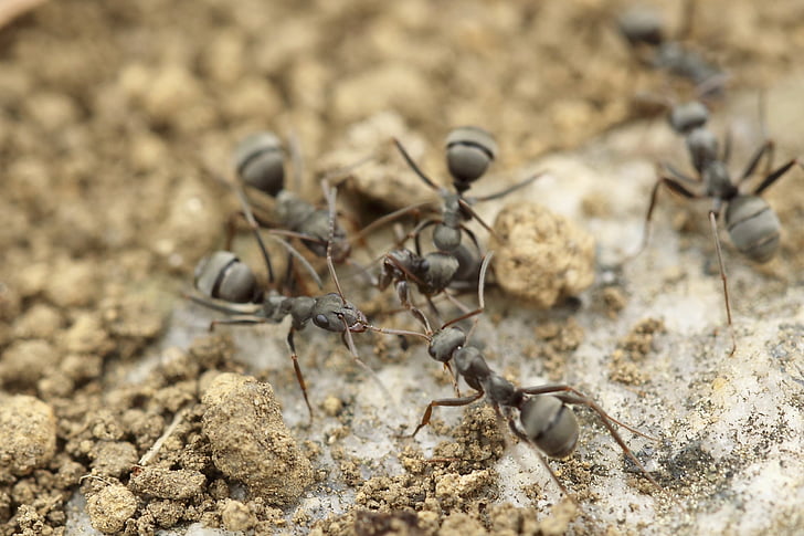 myror, arbete i grupp, insekter, Ant, naturen, insekt, närbild