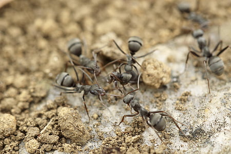ants, group work, insects, ant, nature, insect, close-up