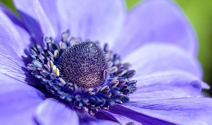 anemone, purple, blossom, flower, green, bloom, color
