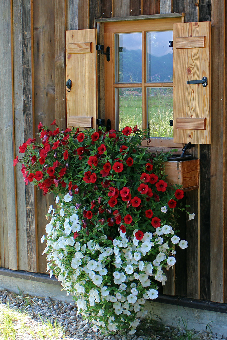 Fenster, Blumen, Petunia, hängende Pflanzen, Balkonpflanzen, Zierpflanze, hängende Petunie