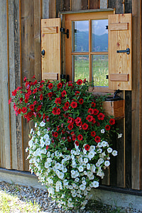 fereastra, flori, Petunia curgătoare, agăţat de plante, plante de balcon, plante ornamentale, agăţat petunie