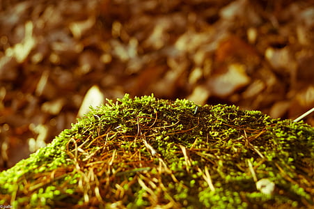 Moss, bosque, naturaleza, macro, árbol