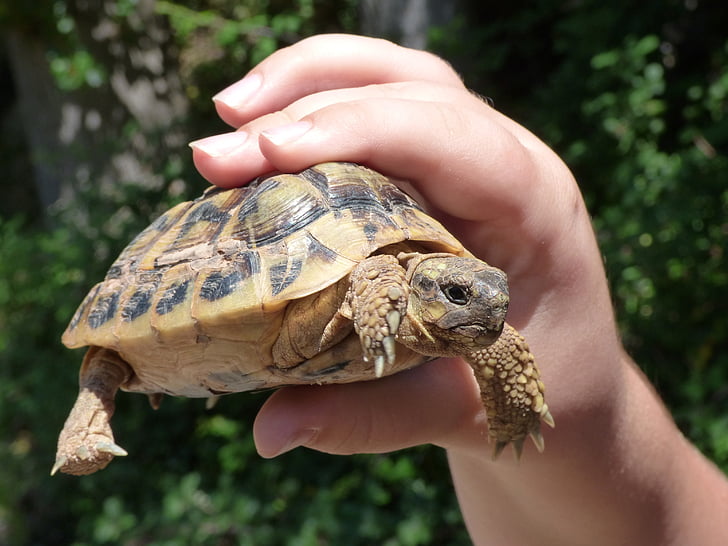 kornjača, dijete za ruku, uzgoj, Mediteranska kornjača, zaštićena vrsta, Montsant