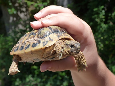 turtle, child hand, breeding, mediterranean tortoise, protected species, montsant