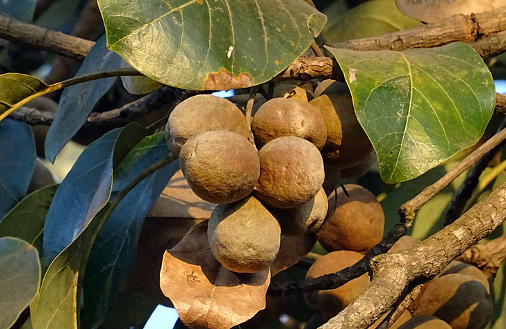 puu, pähkel, kuivatatud, looduslike, sahyadri, Lääne Ghatid, Flora