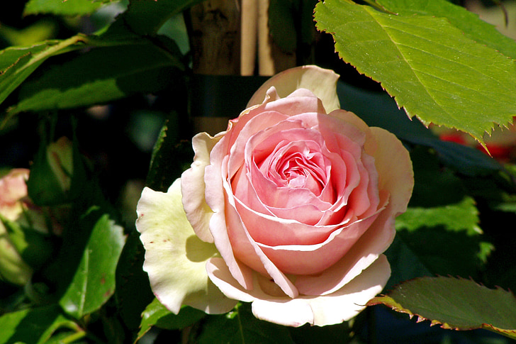 Rosa, fleur, pétales, plante ornementale, fleur rose