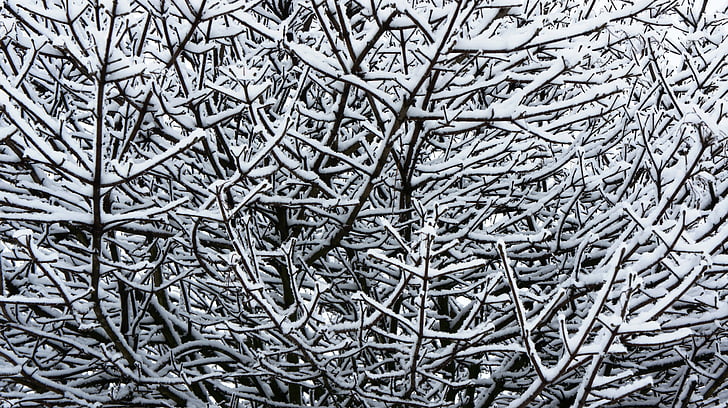 Winter, Schnee, Schnee auf den Zweigen, Äste, Kunst, dekorative