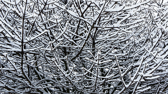 zimowe, śnieg, śnieg na gałęzi, gałęzie drzewa, sztuka, dekoracyjne