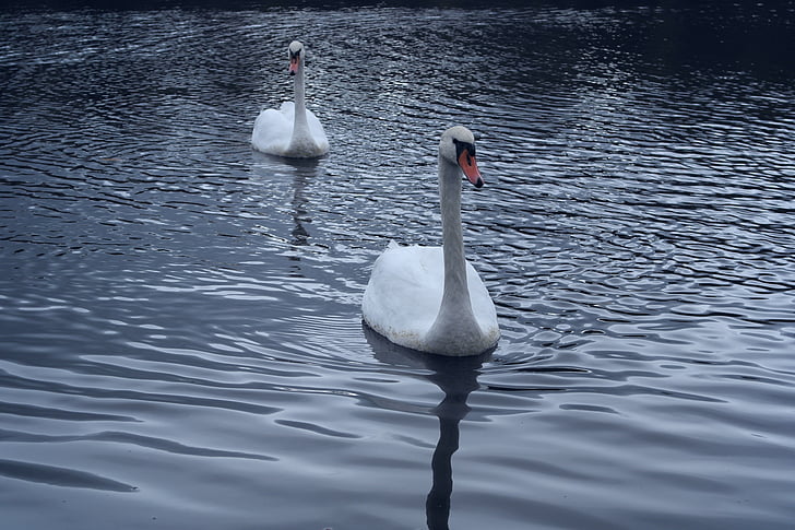swans, direct view, bird, water, purity, brightness