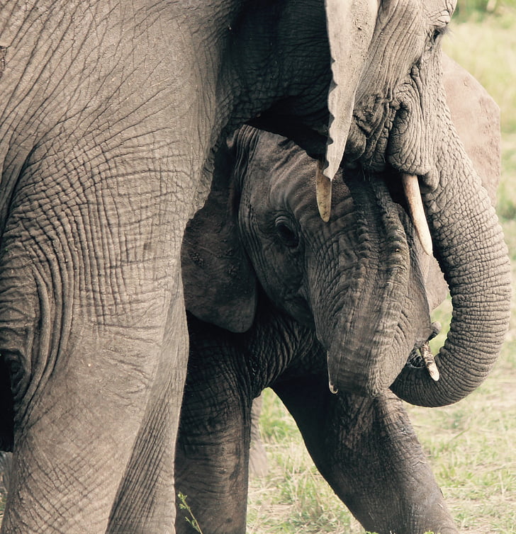 elephants, mother, animals, wildlife, baby, safari, africa