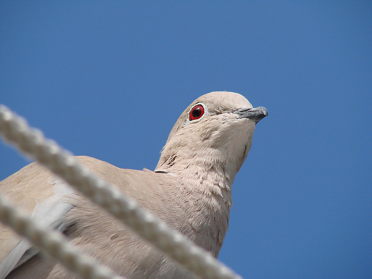 dove, eyes, bird, pigeons, animals, red eyes