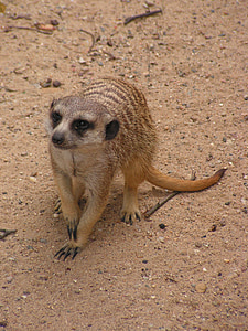 Meerkat, hoang dã, con thú, động vật có vú, promykovití