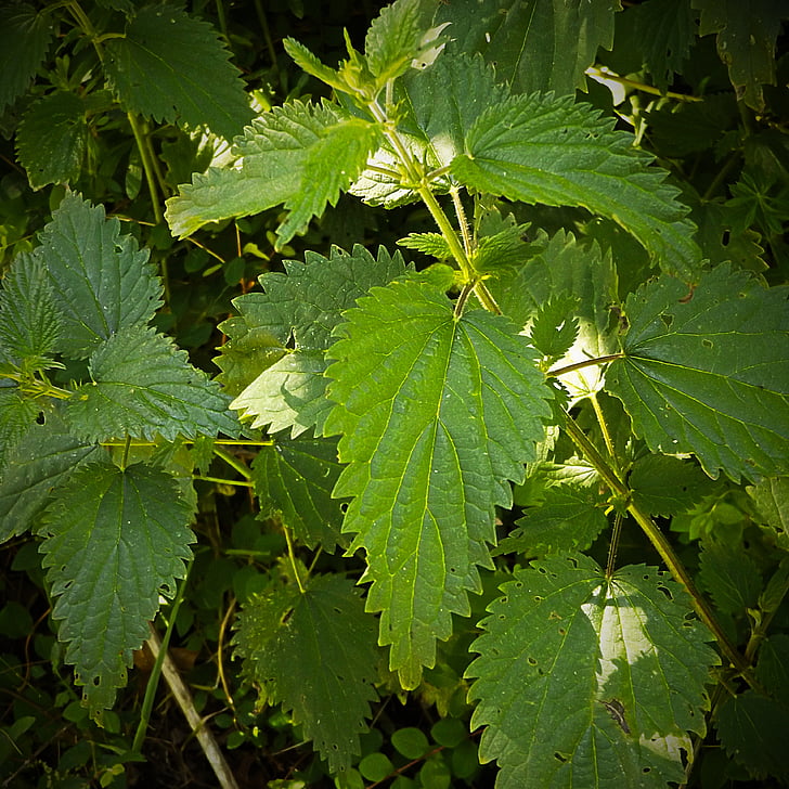 stinging nettle, nature, in the, phytotherapy, natural, medical, leaf