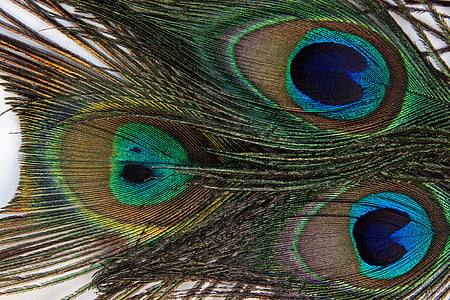 peacock feather, structure, fund, peacock, pavo cristatus, vogelfedenr, eyes